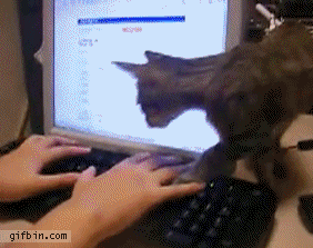 chat qui s'assoit sur le clavier