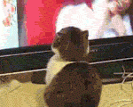 chat qui regarde la TV … au regard saisissant !