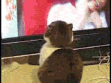chat qui regarde la TV ... au regard saisissant !