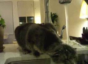 chat la tête sous le robinet