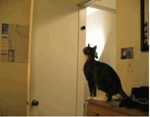 chat qui saute sur la tranche supérieure d'une porte