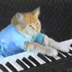 chat qui joue du piano