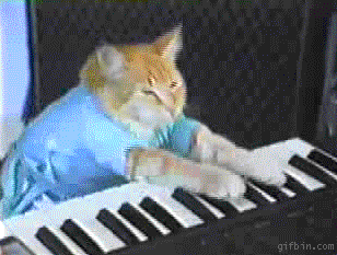 chat qui joue du piano