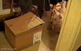 chat qui sort de son carton pour bondir sur un chien