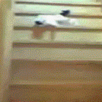 chat qui descends les escaliers sur le dos …