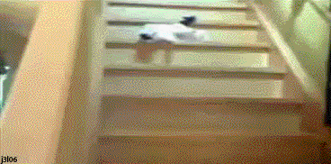 chat qui descends les escaliers sur le dos ...