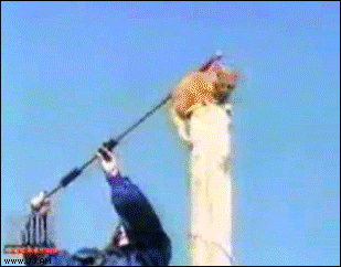 chat qui saute d'une cheminée