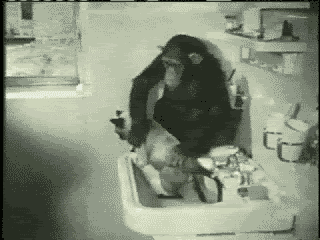 chat lavé par un chimpanzé