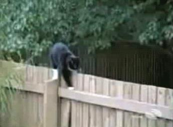 chat qui marche sur une balustrade