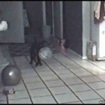 chat effrayé par un ballon qui éclate