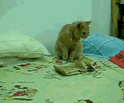 chat effrayé par en sac en papier qui bouge