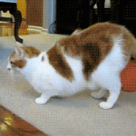 chat accroché à un ballon