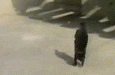 chat qui marche sur ses pattes avant