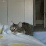 chat sur un lit qui fait un salto arrière