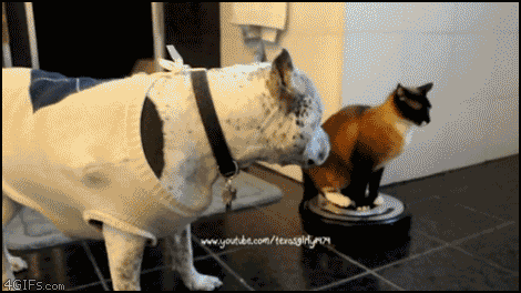 chat boxeur de chien assis sur son aspirateur