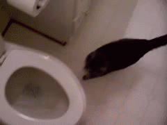 chat intrigué par la chasse d'eau