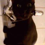 chat noir qui boit au robinet