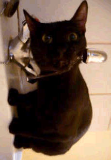 chat noir qui boit au robinet