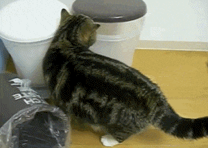chat qui rentre dans un poubelle