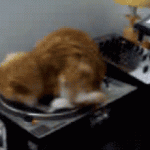chat qui fait la toupie sur un tourne-disque