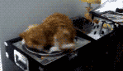 chat qui fait la toupie sur un tourne-disque