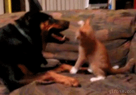 chien vs. chaton