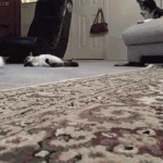 chat sur le dos qui fait une glissade sur le tapis