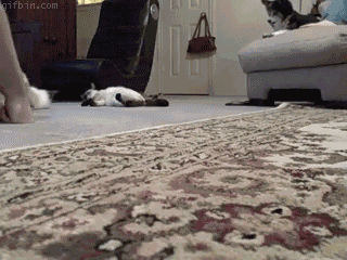 chat sur le dos qui fait une glissade sur le tapis