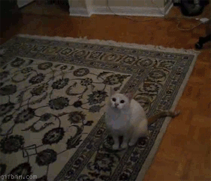 chat sur un tapis, se lève