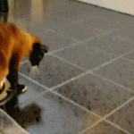chat sur un robot aspirateur qui frappe un chien