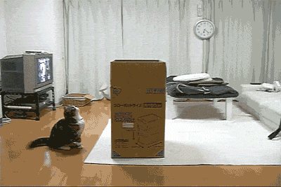 chat qui saute dans un carton