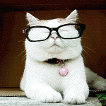 chat intéllo à lunettes