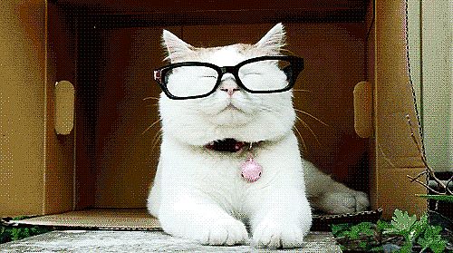 chat intéllo à lunettes