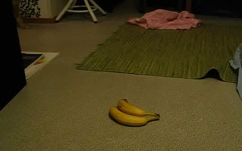 chat vs. bananes