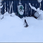 chat qui fait des bonds dans la neige