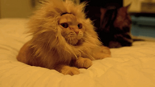 le roi lion chat