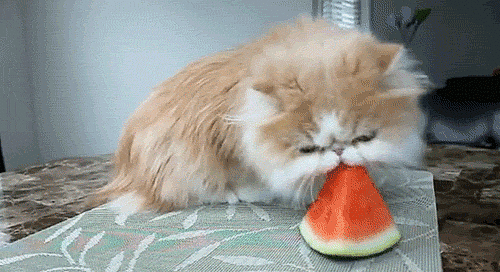 chat vs. pastèque