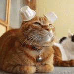 chat aux oreilles couvertes