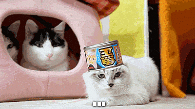 Chat avec une boite de patée pour chat sur la tête