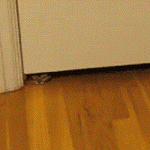 Chaton qui se faufile sous la porte