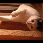 chat qui se laisse glisser dans les escaliers