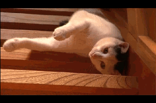 chat qui se laisse glisser dans les escaliers