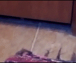 patte de chat qui attrape un tapis sous la porte !