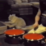 chat qui joue de la batterie sur un carton