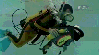 incroyable: chat qui fait de la plongée sous-marine