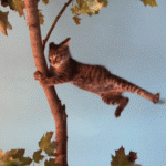 Chat volant accroché à un arbre !