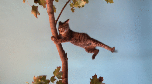 Chat volant accroché à un arbre !