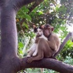 Chat copain avec un singe