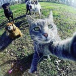 Selfie entre potes … chats !