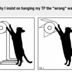 Instructions papier toilettes pour chat